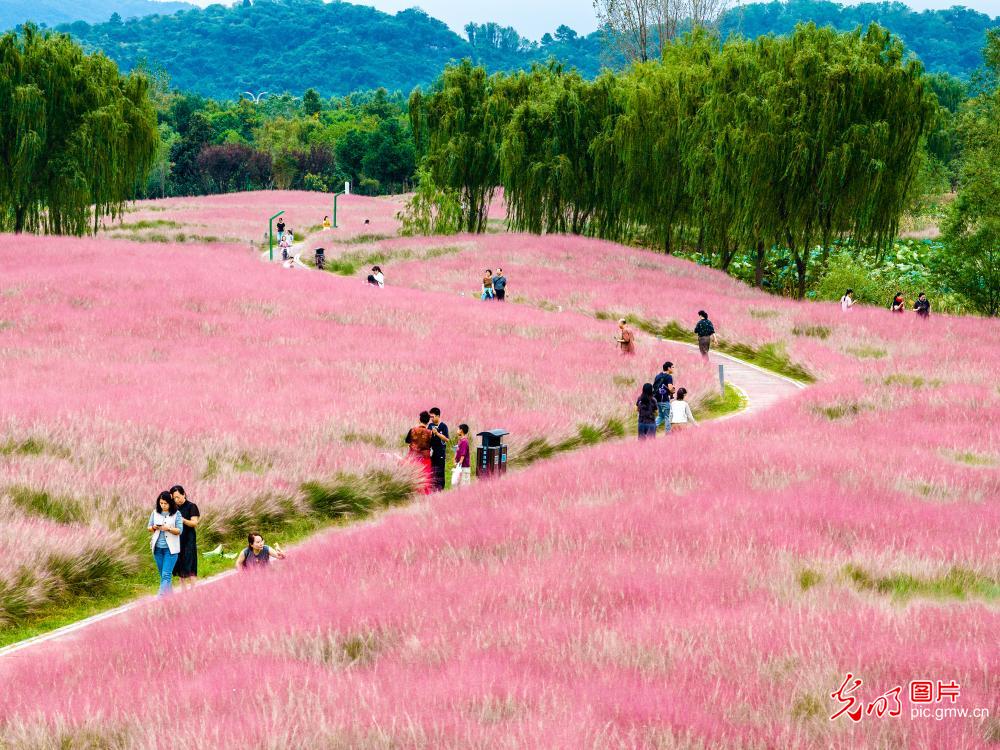 Pink muhly grass draws visitors in E China's Anhui Pink muhly grass draws visitors in E China's Anhui