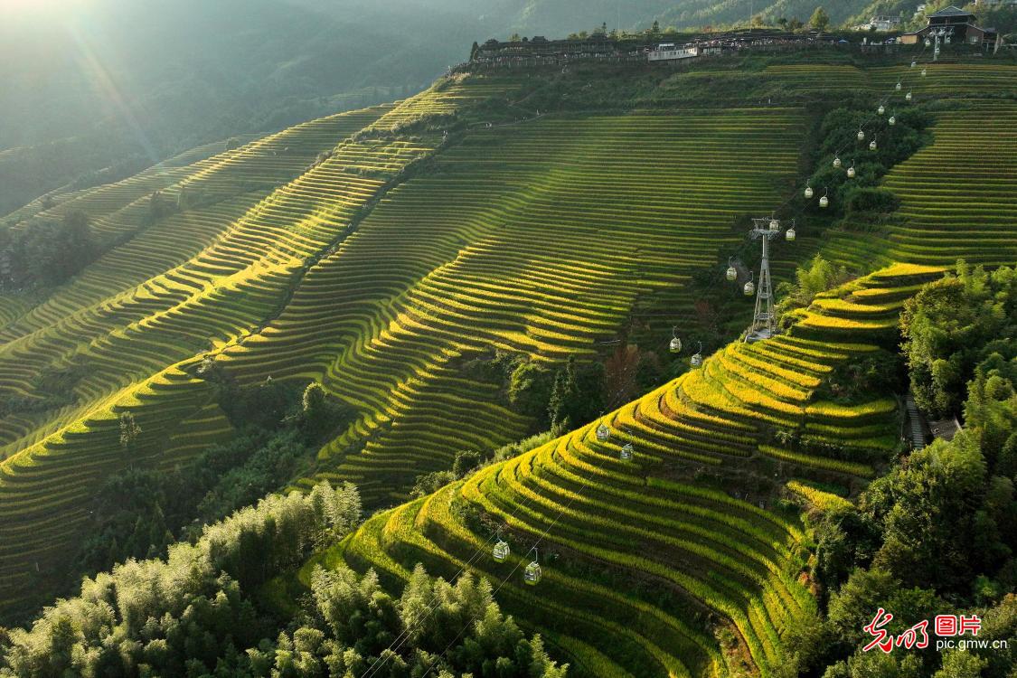 Autumn colors transform rice terraces into a golden landscape in S China's Guangxi Autumn colors transform rice terraces into a golden landscape in S China's Guangxi