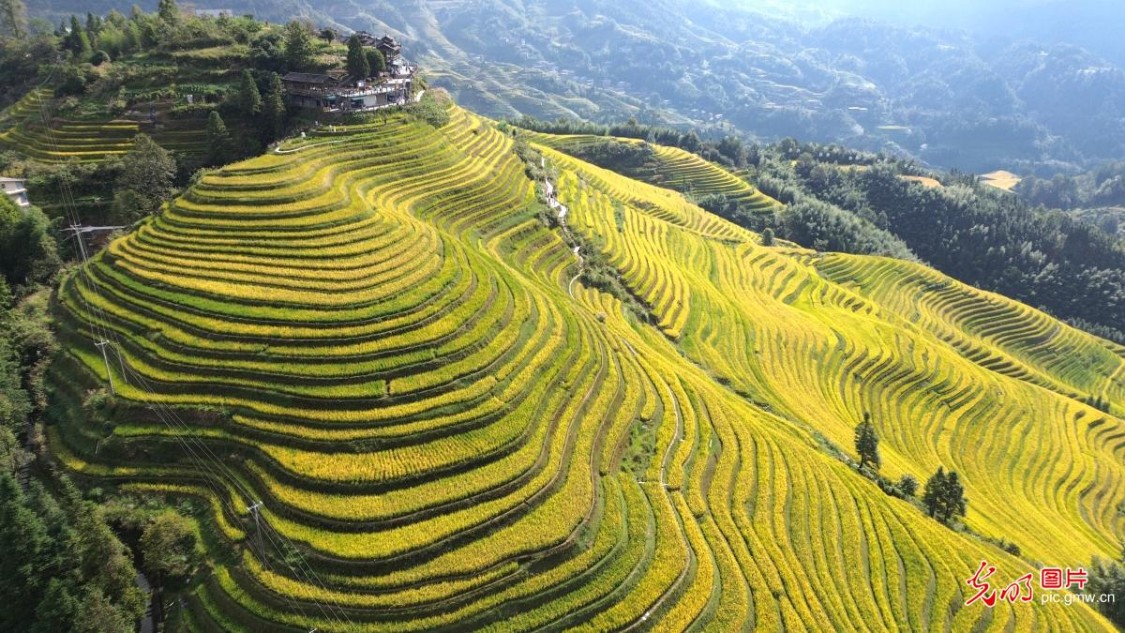 Autumn colors transform rice terraces into a golden landscape in S China's Guangxi Autumn colors transform rice terraces into a golden landscape in S China's Guangxi