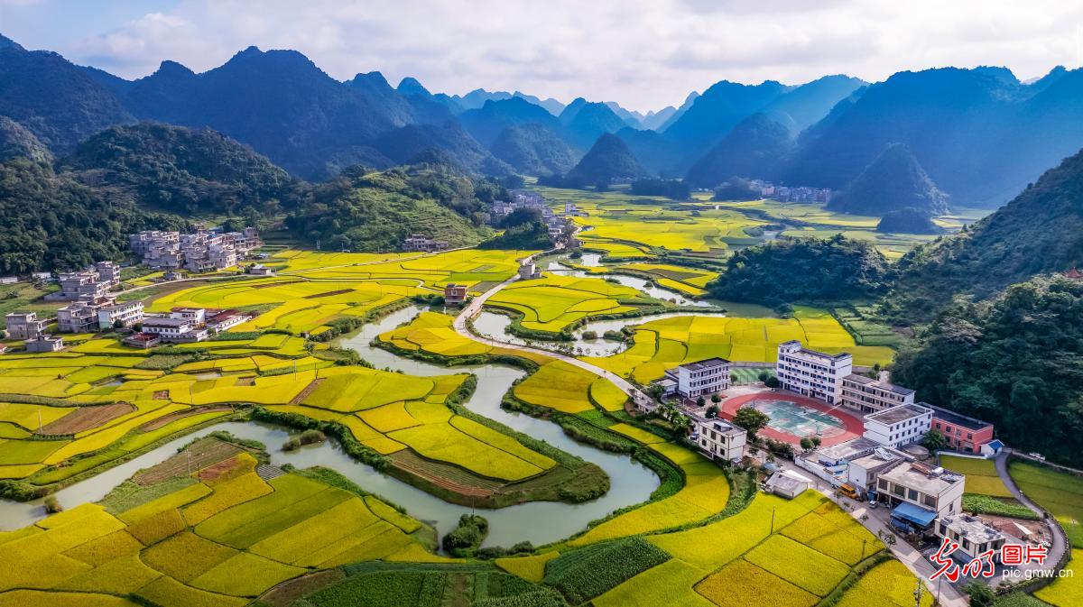 Golden rice fields create a stunning autumn landscape in S China's Guangxi Golden rice fields create a stunning autumn landscape in S China's Guangxi