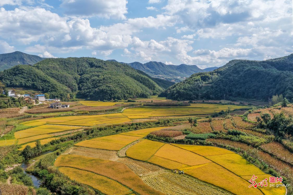 Golden rice fields paint a picturesque autumn scene in SW China's Yunnan Golden rice fields paint a picturesque autumn scene in SW China's Yunnan