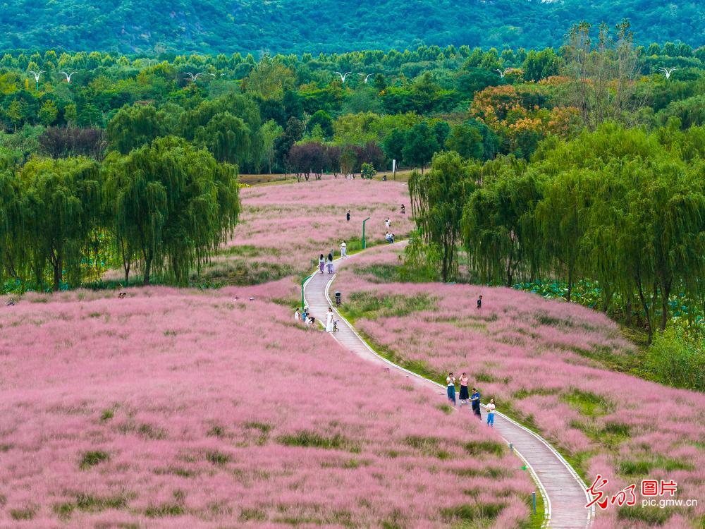 Pink muhly grass draws visitors in E China's Anhui Pink muhly grass draws visitors in E China's Anhui