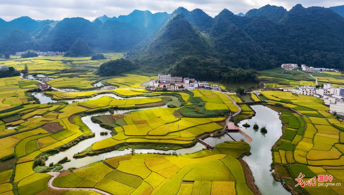 Golden rice fields create a stunning autumn landscape in S China's Guangxi Golden rice fields create a stunning autumn landscape in S China's Guangxi