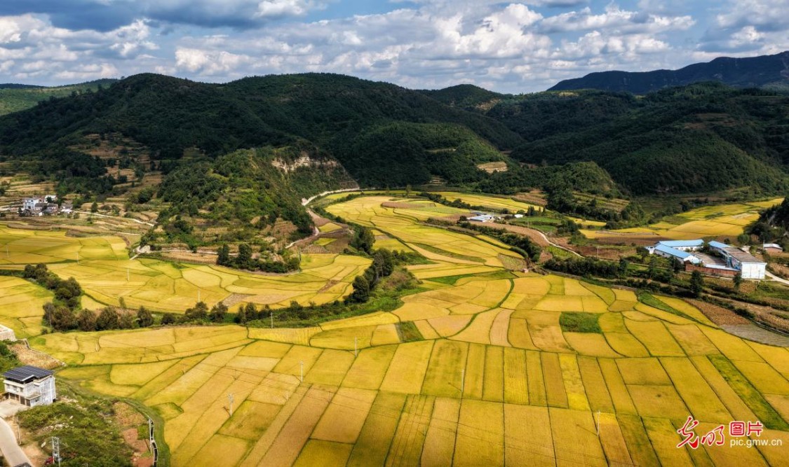 Golden rice fields paint a picturesque autumn scene in SW China's Yunnan Golden rice fields paint a picturesque autumn scene in SW China's Yunnan