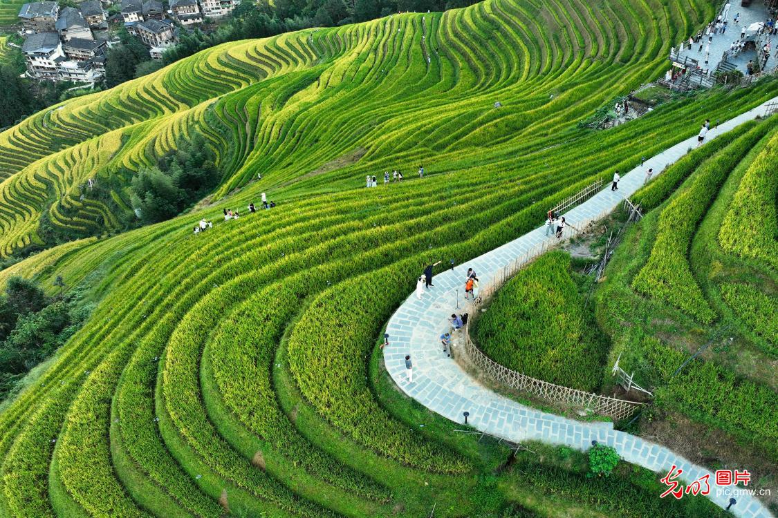 Autumn colors transform rice terraces into a golden landscape in S China's Guangxi Autumn colors transform rice terraces into a golden landscape in S China's Guangxi