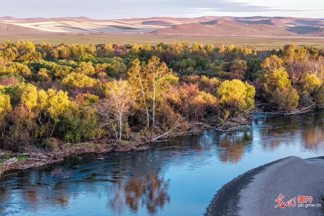 Autumn colors paint a stunning picture of Ergun Wetland in N China's Inner Mongolia Autumn colors paint a stunning picture of Ergun Wetland in N China's Inner Mongolia