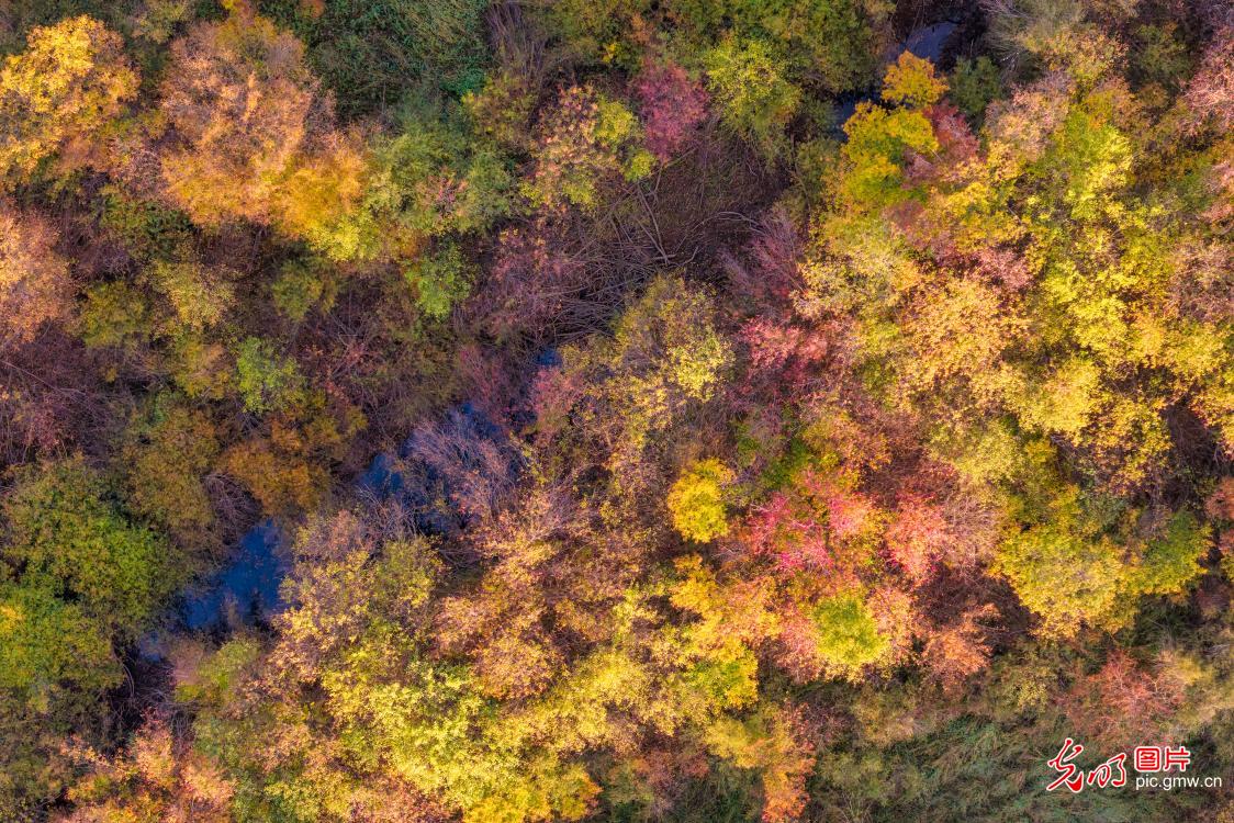 Autumn colors paint a stunning picture of Ergun Wetland in N China's Inner Mongolia Autumn colors paint a stunning picture of Ergun Wetland in N China's Inner Mongolia