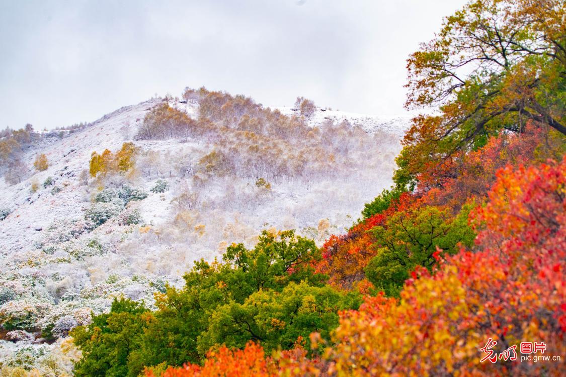 Early snowfall creates a stunning autumn-winter landscape in N China's Hebei