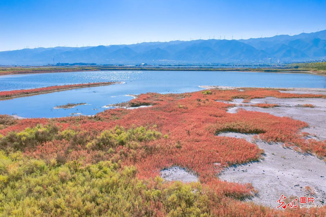Red seepweed paints a stunning autumn landscape at salt lake in N China's Shanxi Province