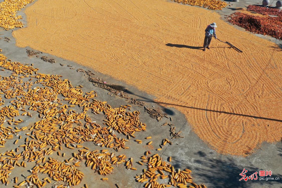 Farmers dry freshly harvested corn across China Farmers dry freshly harvested corn across China