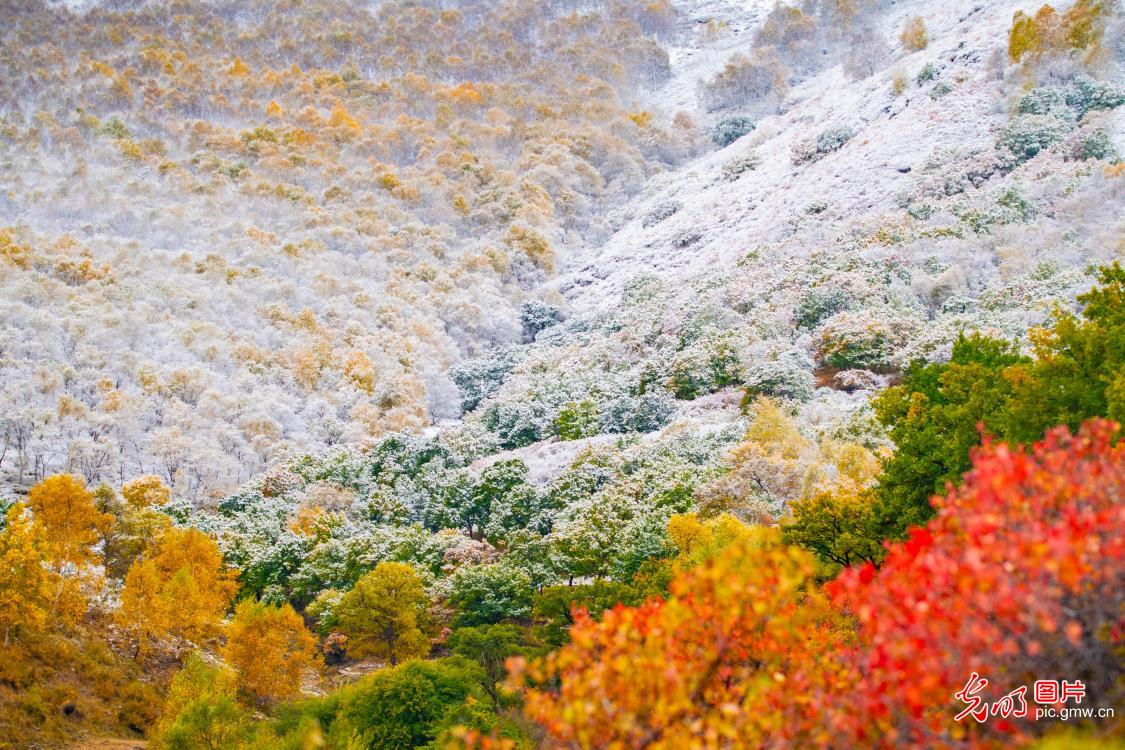 Early snowfall creates a stunning autumn-winter landscape in N China's Hebei