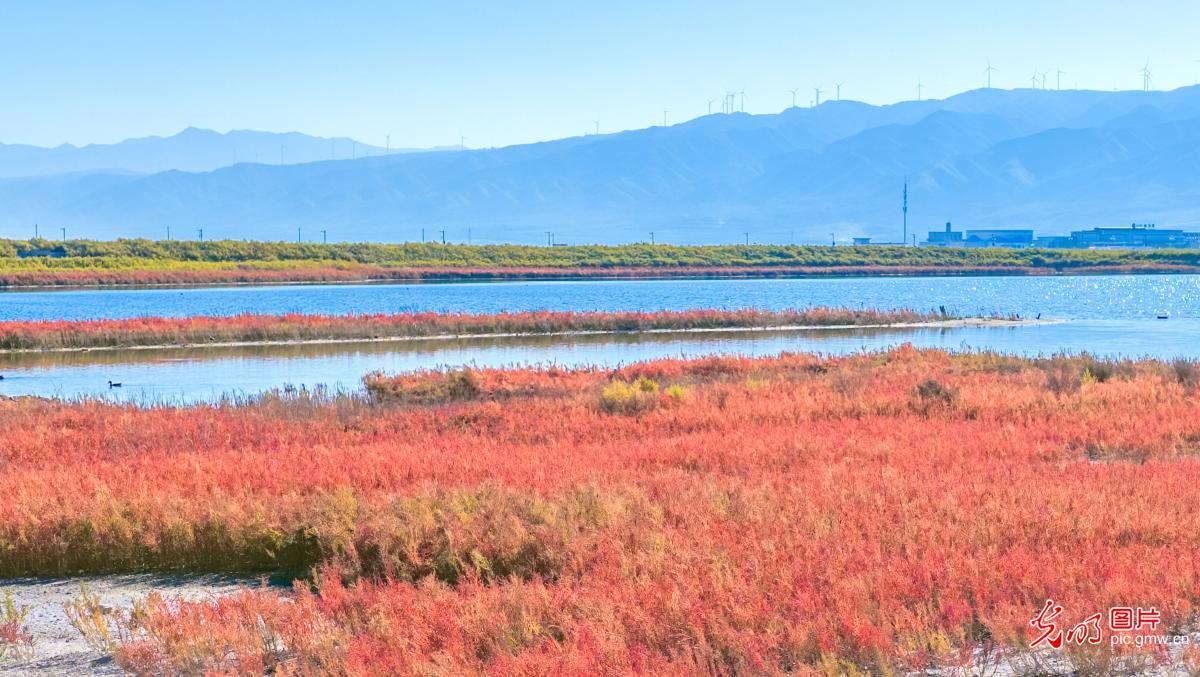 Red seepweed paints a stunning autumn landscape at salt lake in N China's Shanxi Province