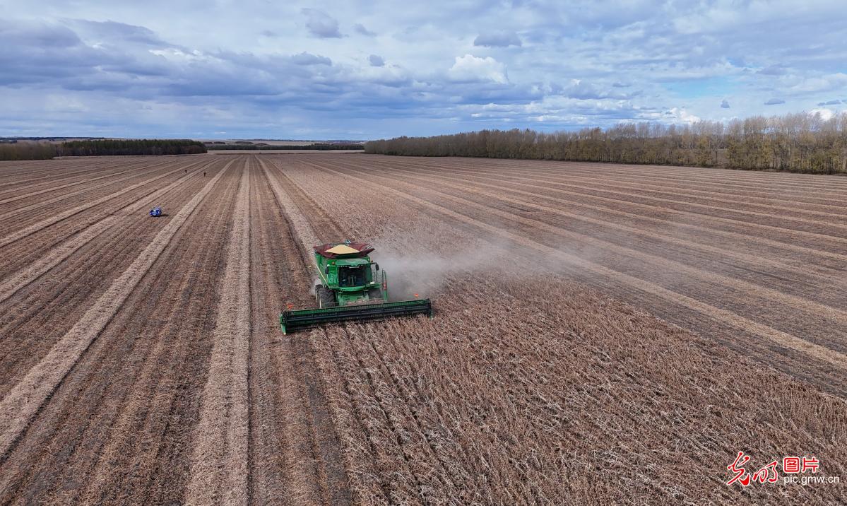 Soybean harvest underway at farm in NE China's Heilongjiang Soybean harvest underway at farm in NE China's Heilongjiang