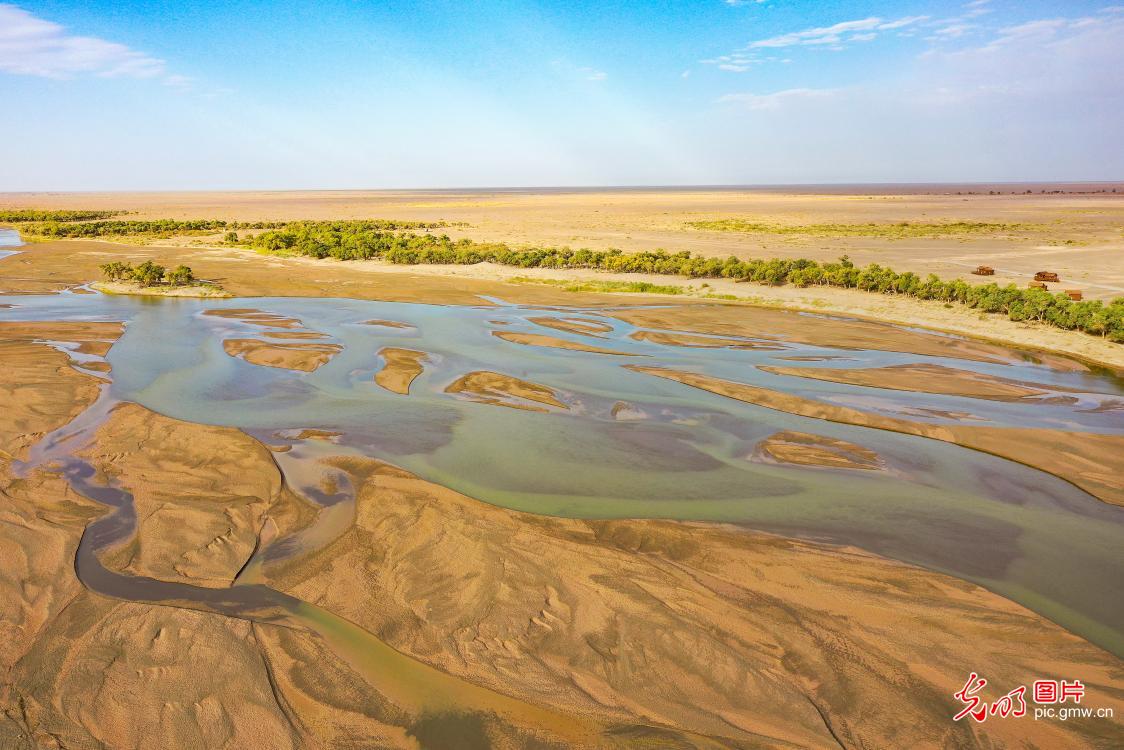 Golden poplar forests paint a stunning landscape in N China's Inner Mongolia