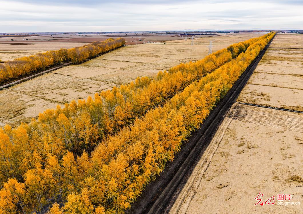 Golden autumn scenery along highway in NE China's Heilongjiang