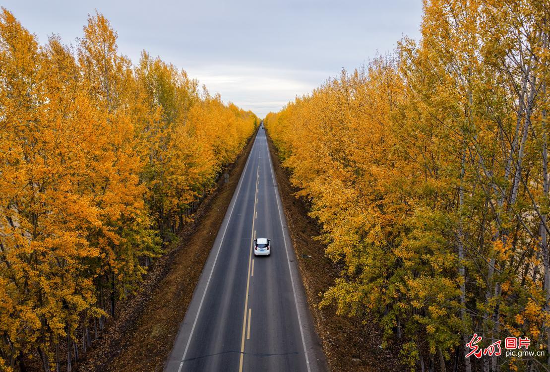 Golden autumn scenery along highway in NE China's Heilongjiang