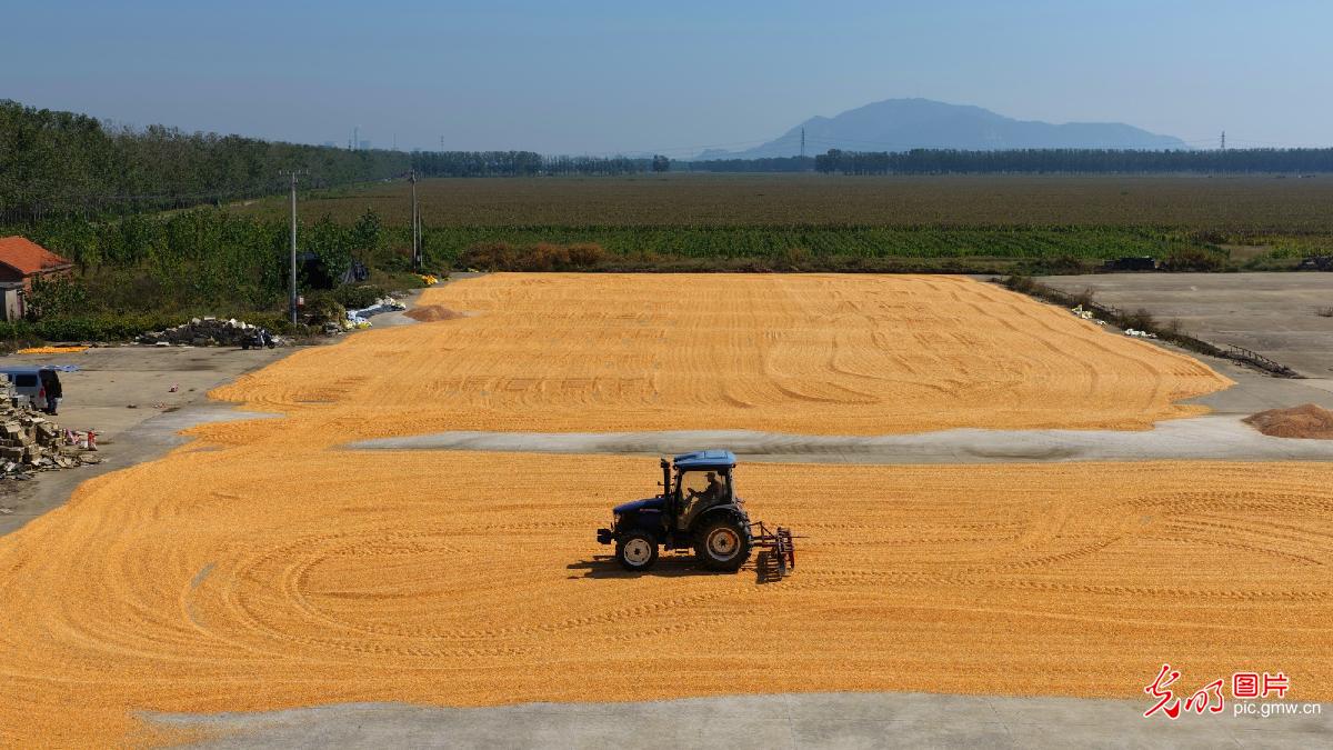 Farmers dry freshly harvested corn across China Farmers dry freshly harvested corn across China