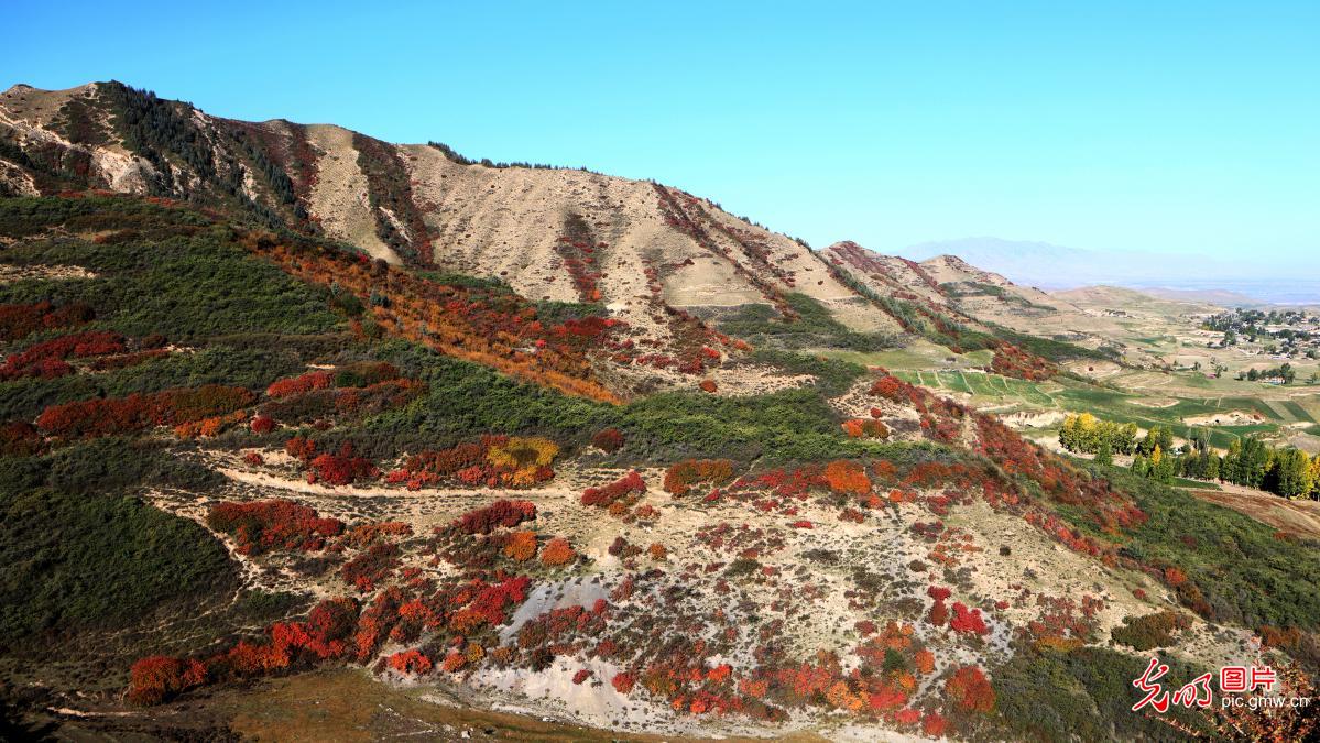 Autumn foliage paints mountains in vibrant colors in NW China's Gansu Autumn foliage paints mountains in vibrant colors in NW China's Gansu