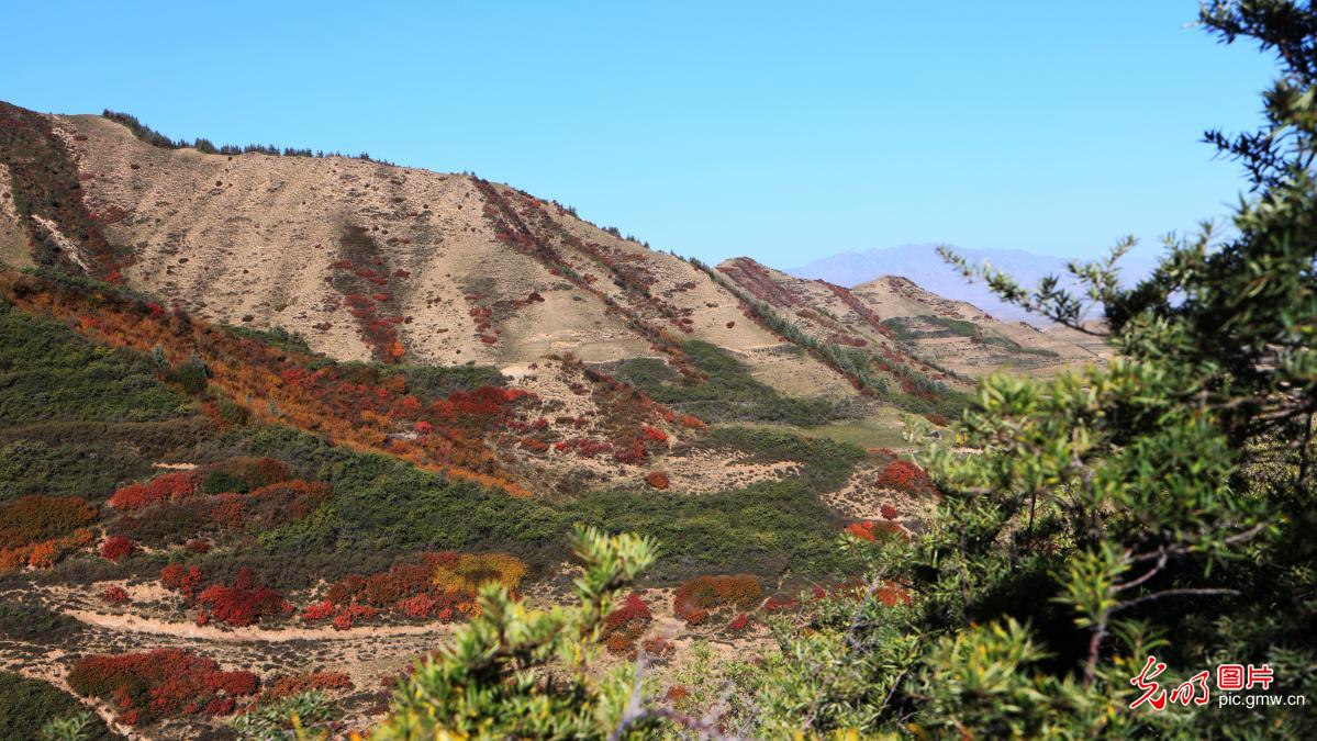 Autumn foliage paints mountains in vibrant colors in NW China's Gansu Autumn foliage paints mountains in vibrant colors in NW China's Gansu
