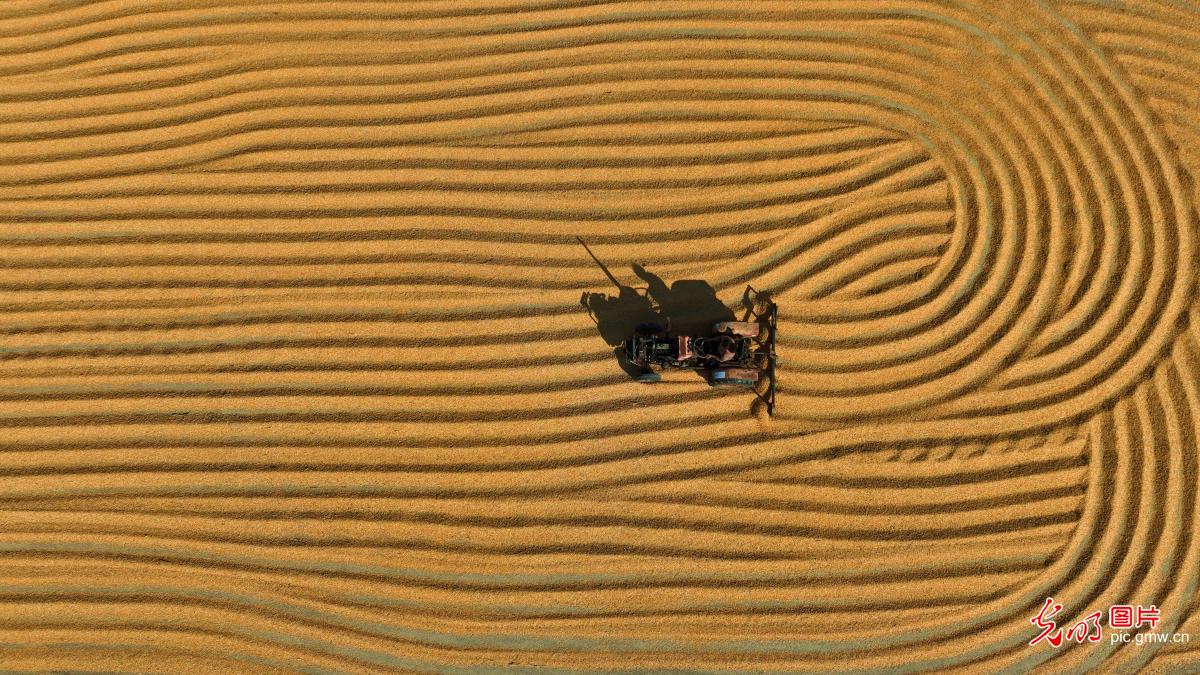 Farmers dry freshly harvested corn across China Farmers dry freshly harvested corn across China