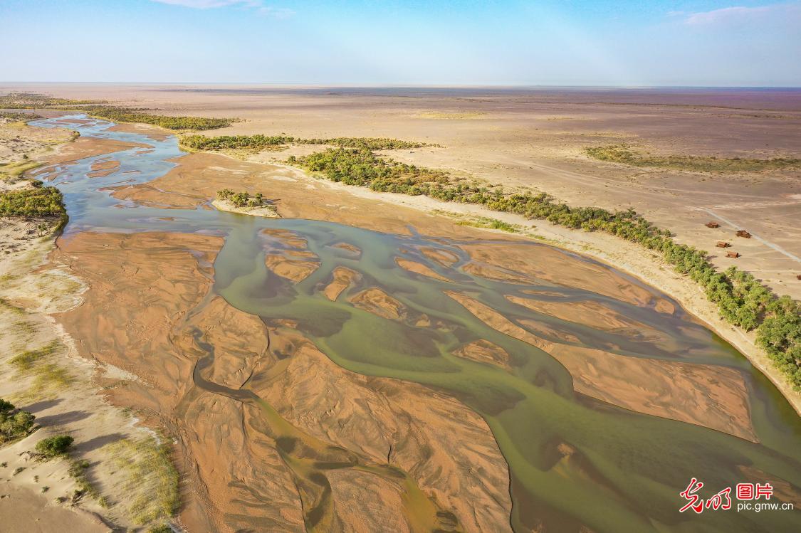 Golden poplar forests paint a stunning landscape in N China's Inner Mongolia