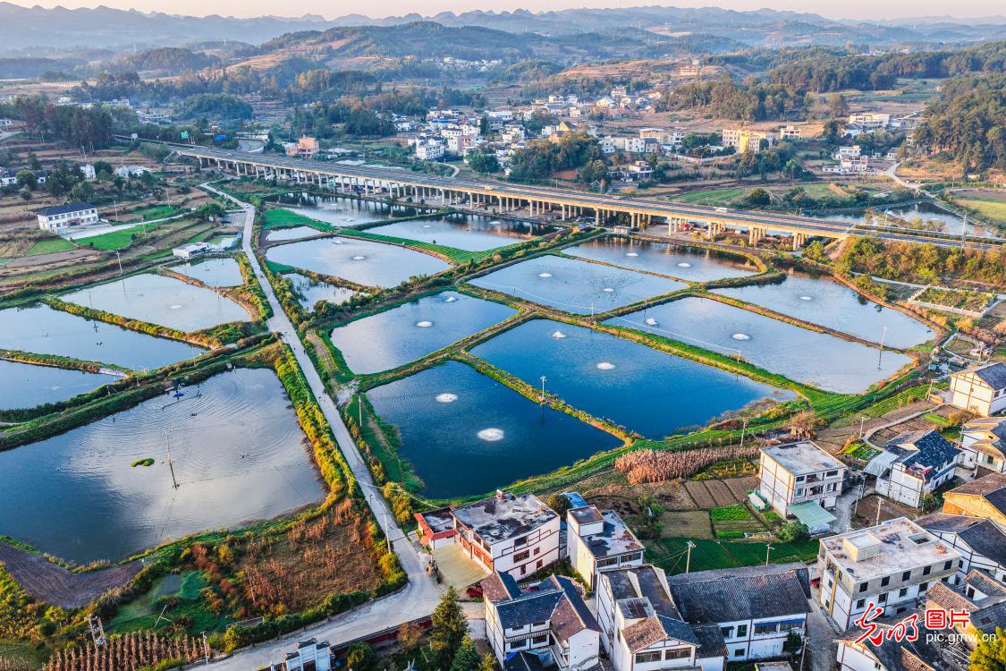 Fish ponds and fields paint rural revitalization canvas in SW China's Guizhou Fish ponds and fields paint rural revitalization canvas in SW China's Guizhou