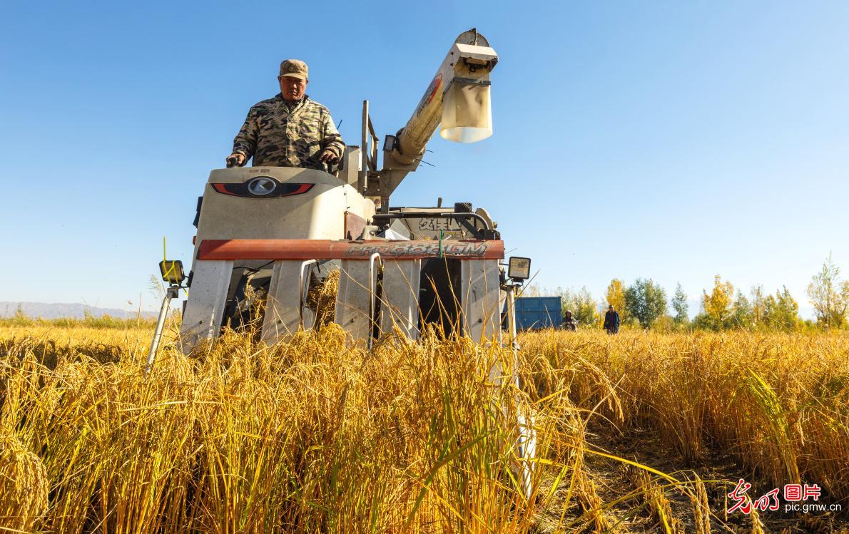 Farmers race to harvest rice in NW China's Gansu Farmers race to harvest rice in NW China's Gansu