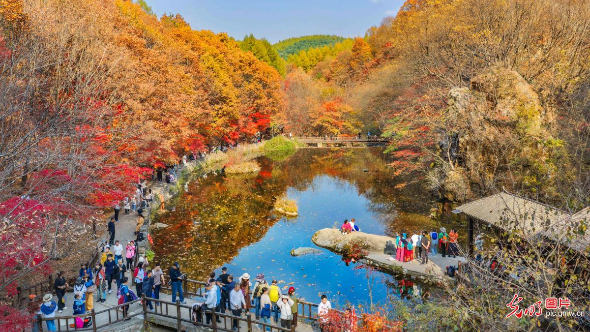 Autumn leaves dazzle at scenic area in NE China's Liaoning Autumn leaves dazzle at scenic area in NE China's Liaoning