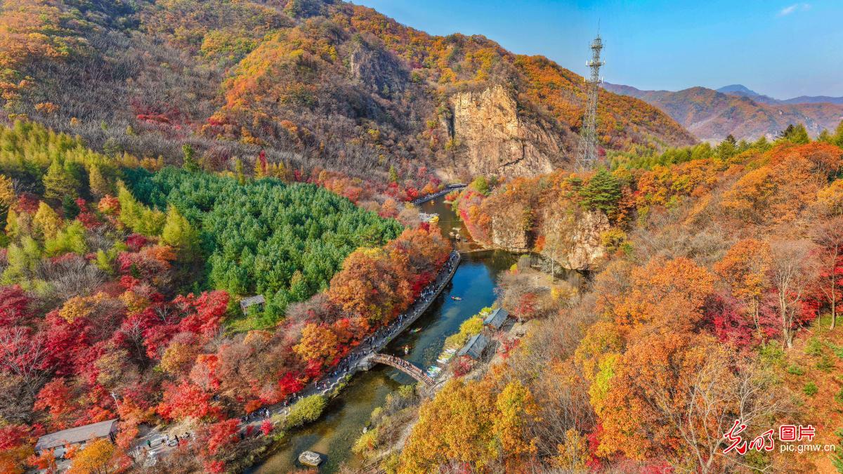 Autumn leaves dazzle at scenic area in NE China's Liaoning Autumn leaves dazzle at scenic area in NE China's Liaoning