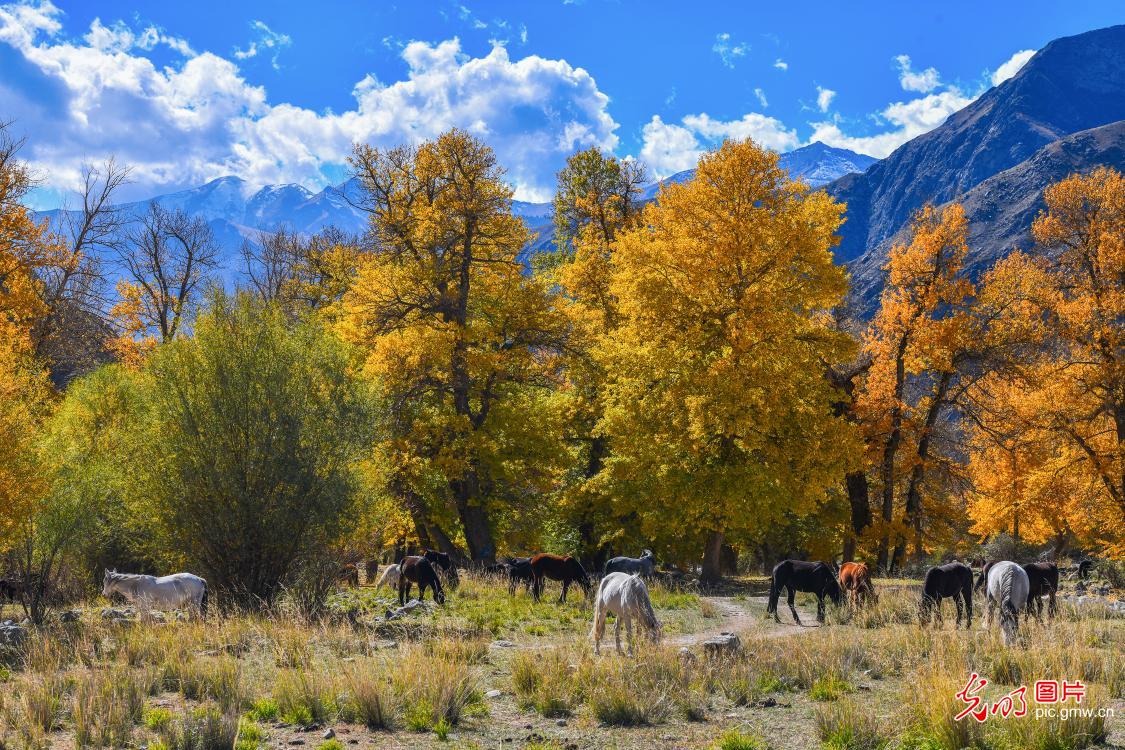Autumn colors paint scenic area in NW China's Xinjiang Autumn colors paint scenic area in NW China's Xinjiang