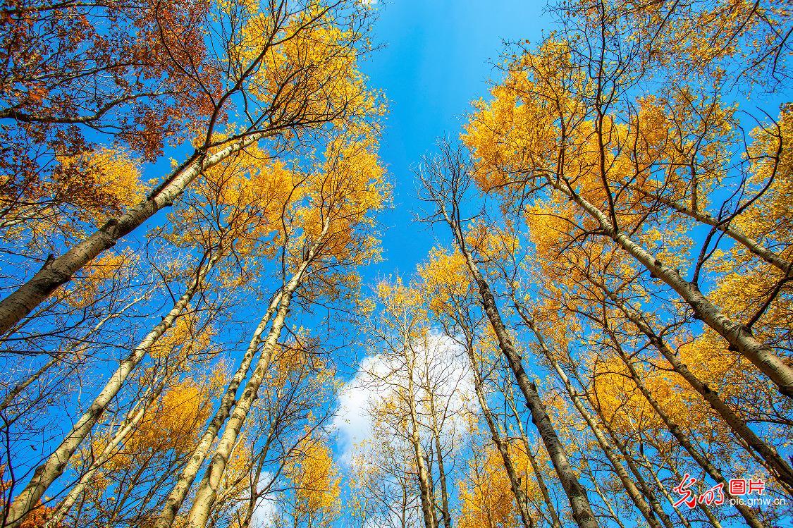 Autumn foliage adorns primeval forest in Beijing Autumn foliage adorns primeval forest in Beijing