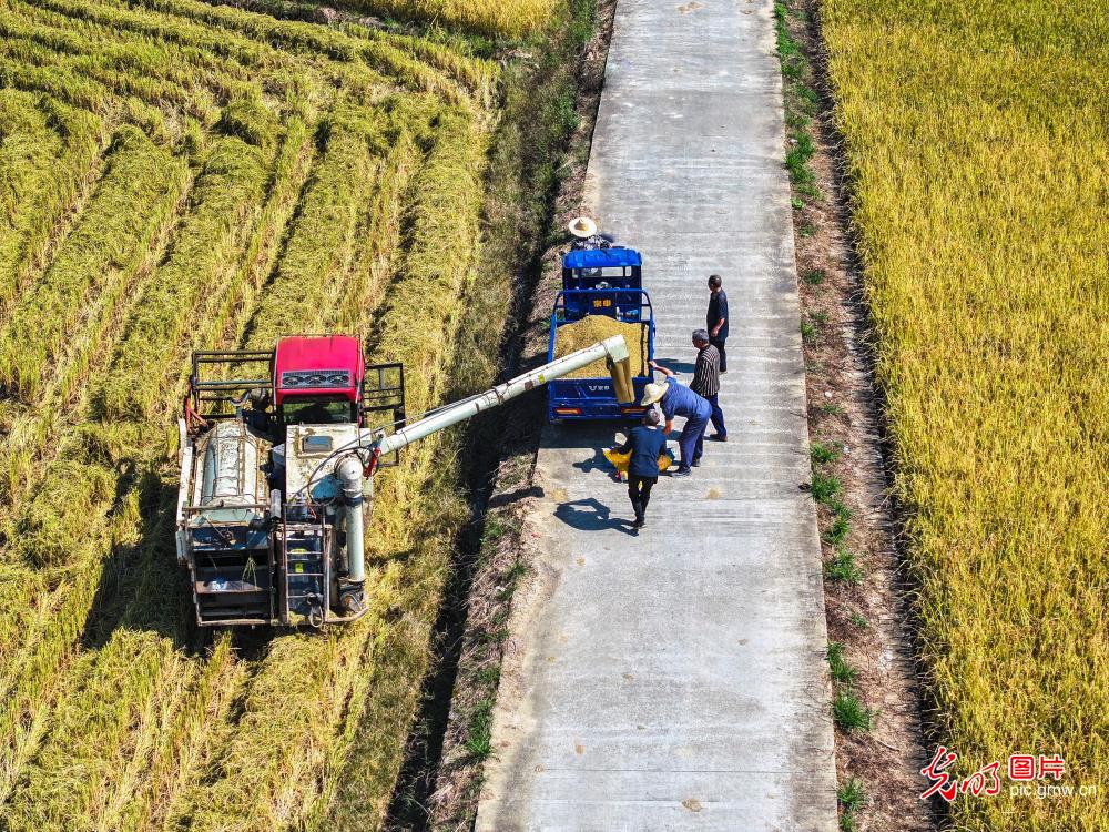 Golden rice fields signal bumper harvest in C China's Hunan Golden rice fields signal bumper harvest in C China's Hunan