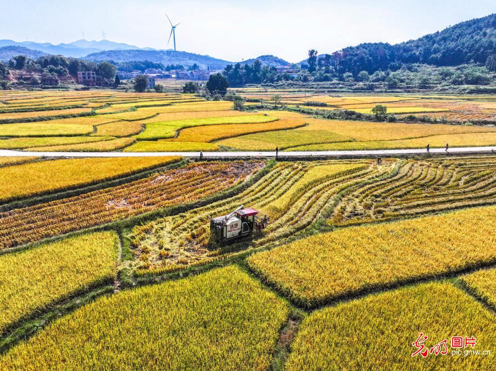 Golden rice fields signal bumper harvest in C China's Hunan Golden rice fields signal bumper harvest in C China's Hunan