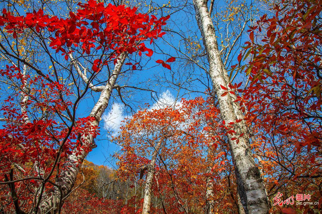 Autumn foliage adorns primeval forest in Beijing Autumn foliage adorns primeval forest in Beijing