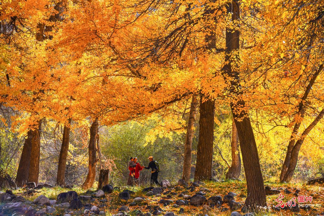 Autumn colors paint scenic area in NW China's Xinjiang Autumn colors paint scenic area in NW China's Xinjiang