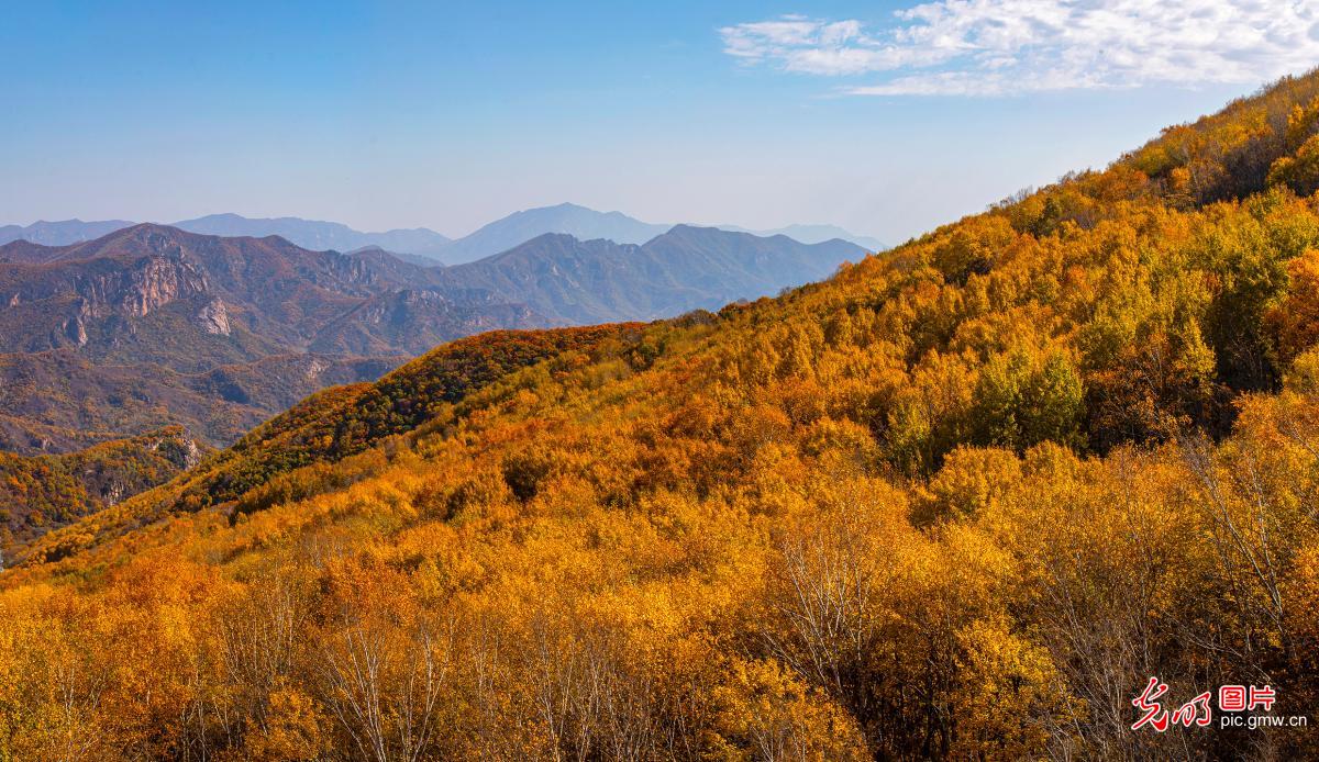 Autumn foliage adorns primeval forest in Beijing Autumn foliage adorns primeval forest in Beijing