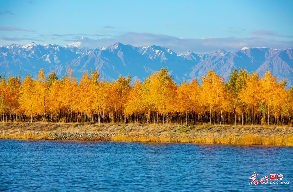 Golden poplars meet snow-capped Qilian Mountains in NW China's Gansu Golden poplars meet snow-capped Qilian Mountains in NW China's Gansu