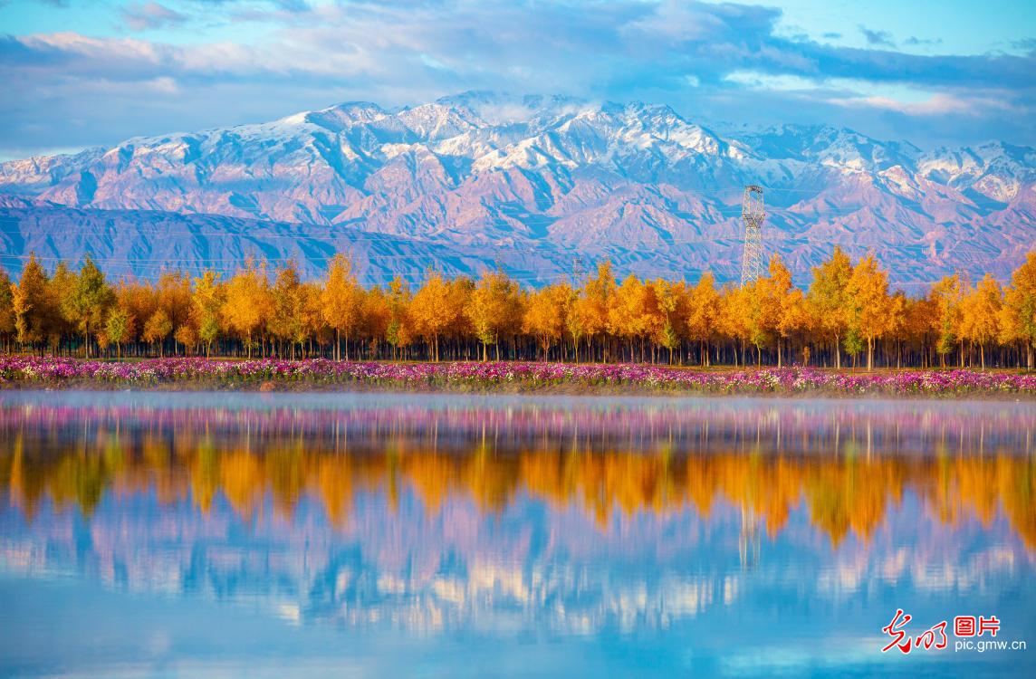 Golden poplars meet snow-capped Qilian Mountains in NW China's Gansu Golden poplars meet snow-capped Qilian Mountains in NW China's Gansu