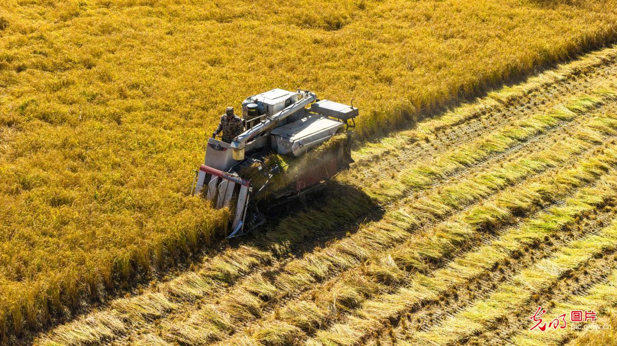 Farmers race to harvest rice in NW China's Gansu Farmers race to harvest rice in NW China's Gansu