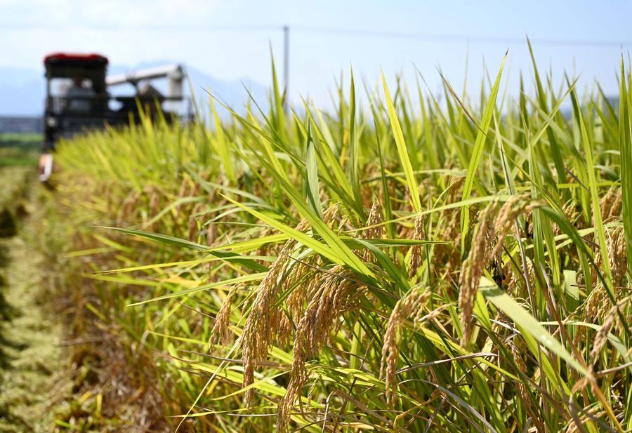 FAO chief economist calls for global cooperation on food security