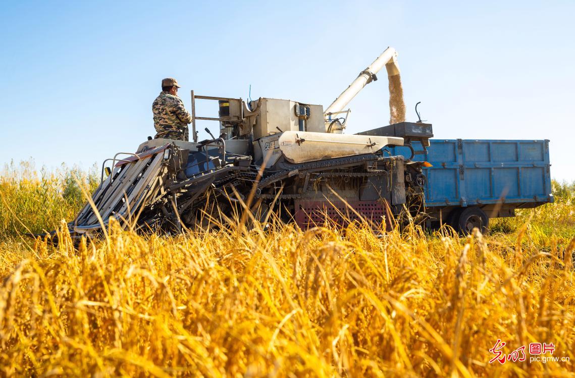 Farmers race to harvest rice in NW China's Gansu Farmers race to harvest rice in NW China's Gansu
