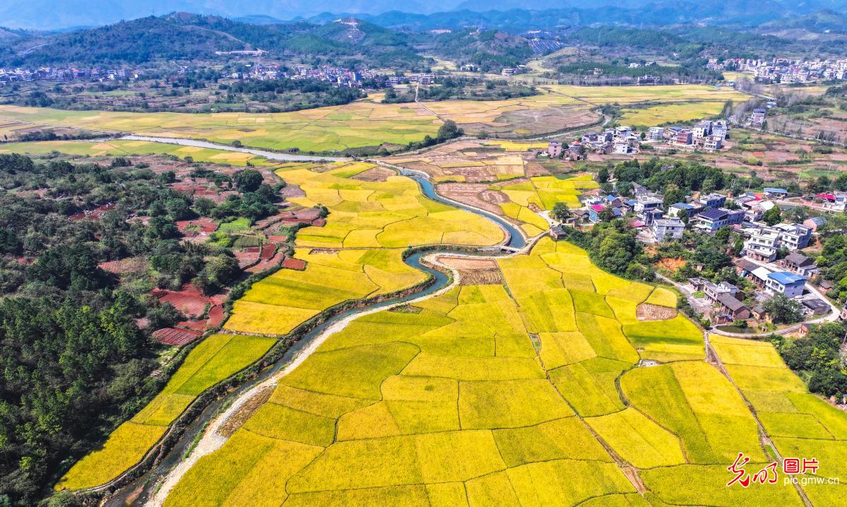 Golden rice fields signal bumper harvest in C China's Hunan Golden rice fields signal bumper harvest in C China's Hunan