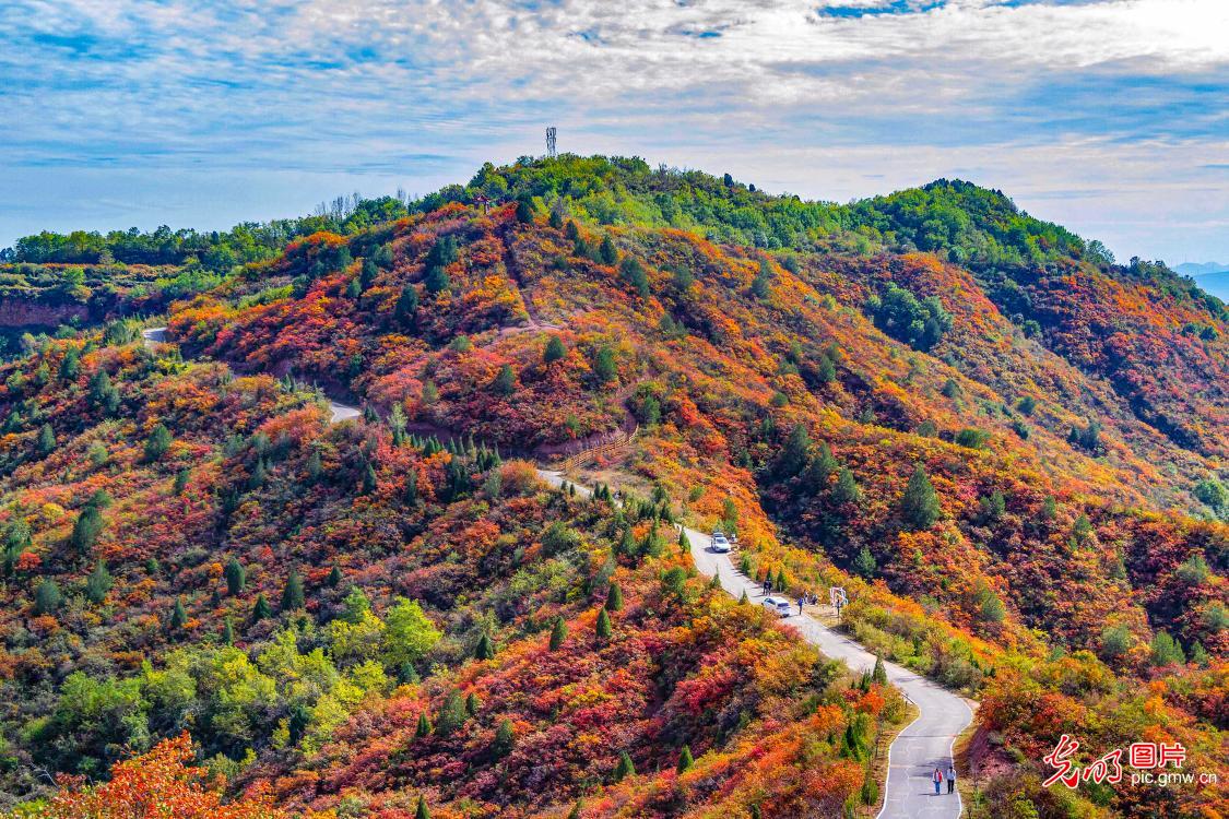 Red leaves turn mountains into autumn spectacle
