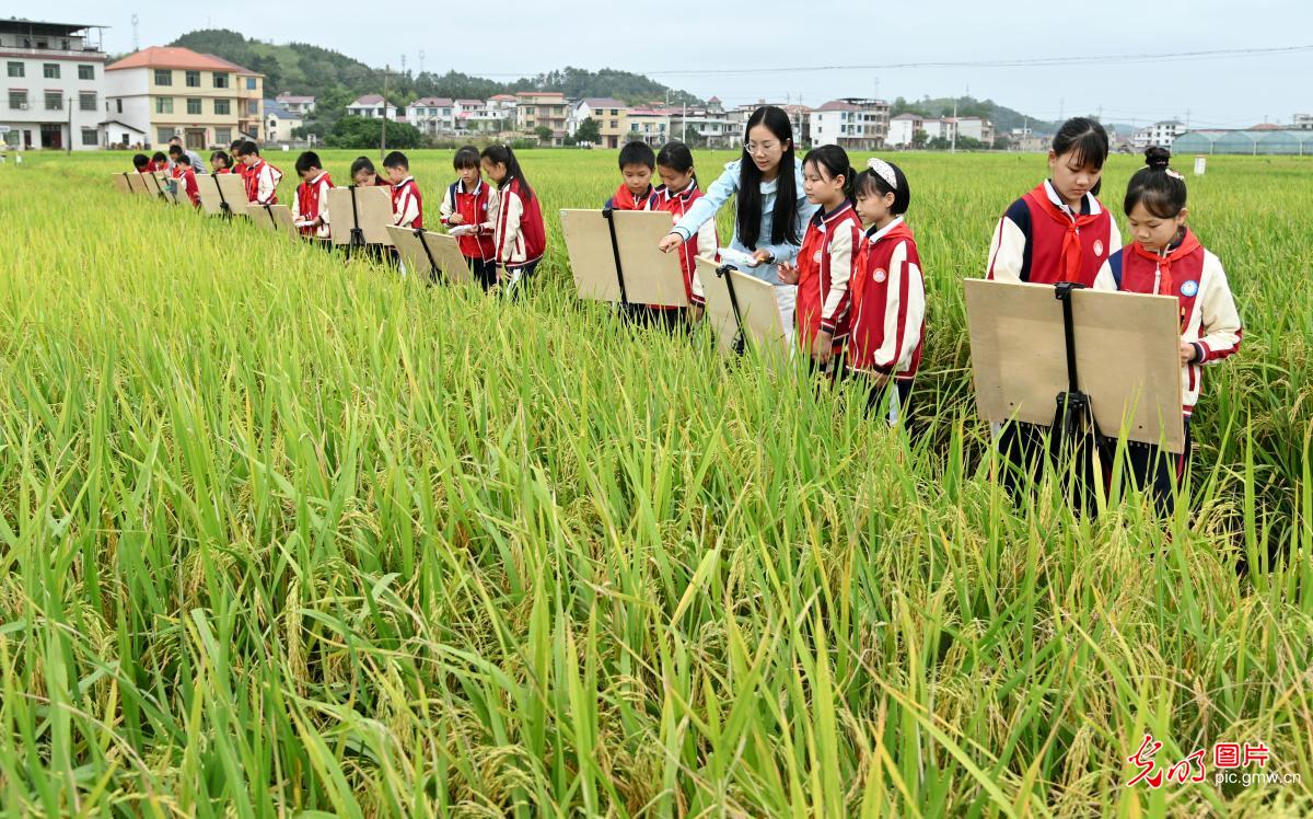 Students capture autumn beauty at rice fields in C China's Hunan
