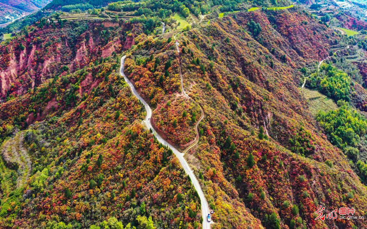 Red leaves turn mountains into autumn spectacle