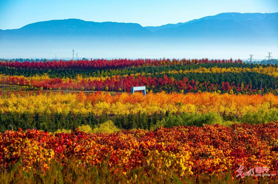 Vibrant autumn forest rises from Gobi in Zhangye, NW China's Gansu Vibrant autumn forest rises from Gobi in Zhangye, NW China's Gansu