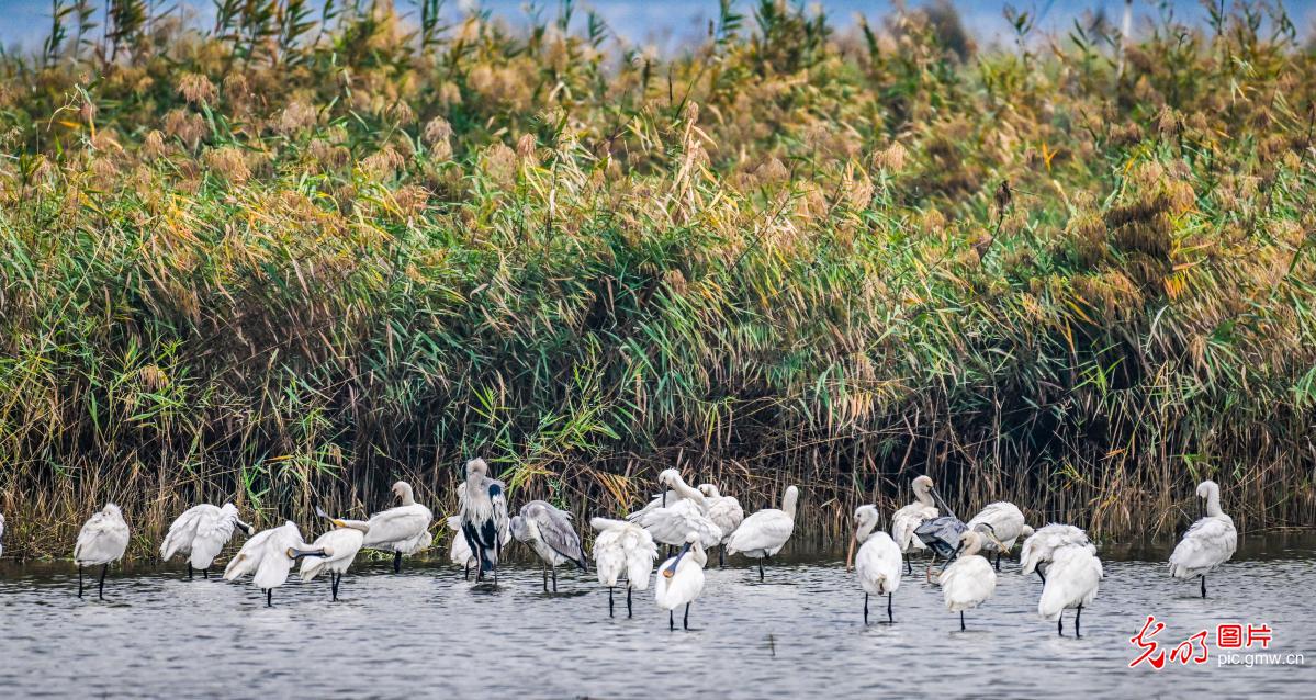 Birds at Yuncheng Salt Lake Wetland in China's Shanxi Birds at Yuncheng Salt Lake Wetland in China's Shanxi
