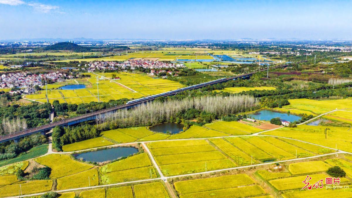 Train glides through golden rice fields in Nanjing
