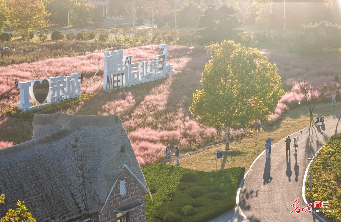 Pink muhly grass draws visitors in E China's Shandong Pink muhly grass draws visitors in E China's Shandong
