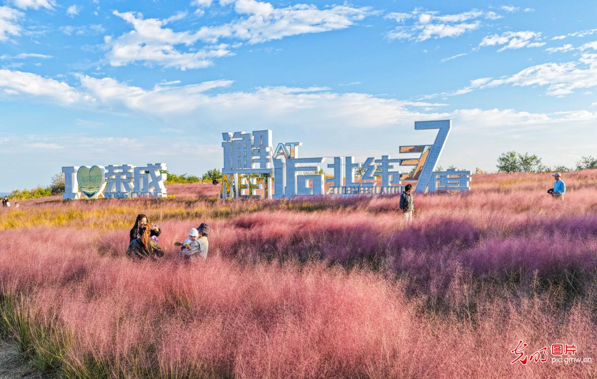 Pink muhly grass draws visitors in E China's Shandong Pink muhly grass draws visitors in E China's Shandong